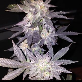 Banana Trop Zkittlez Tiki Cut