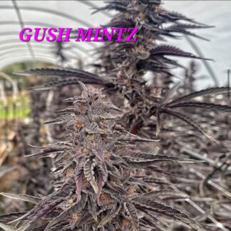 Gushmints