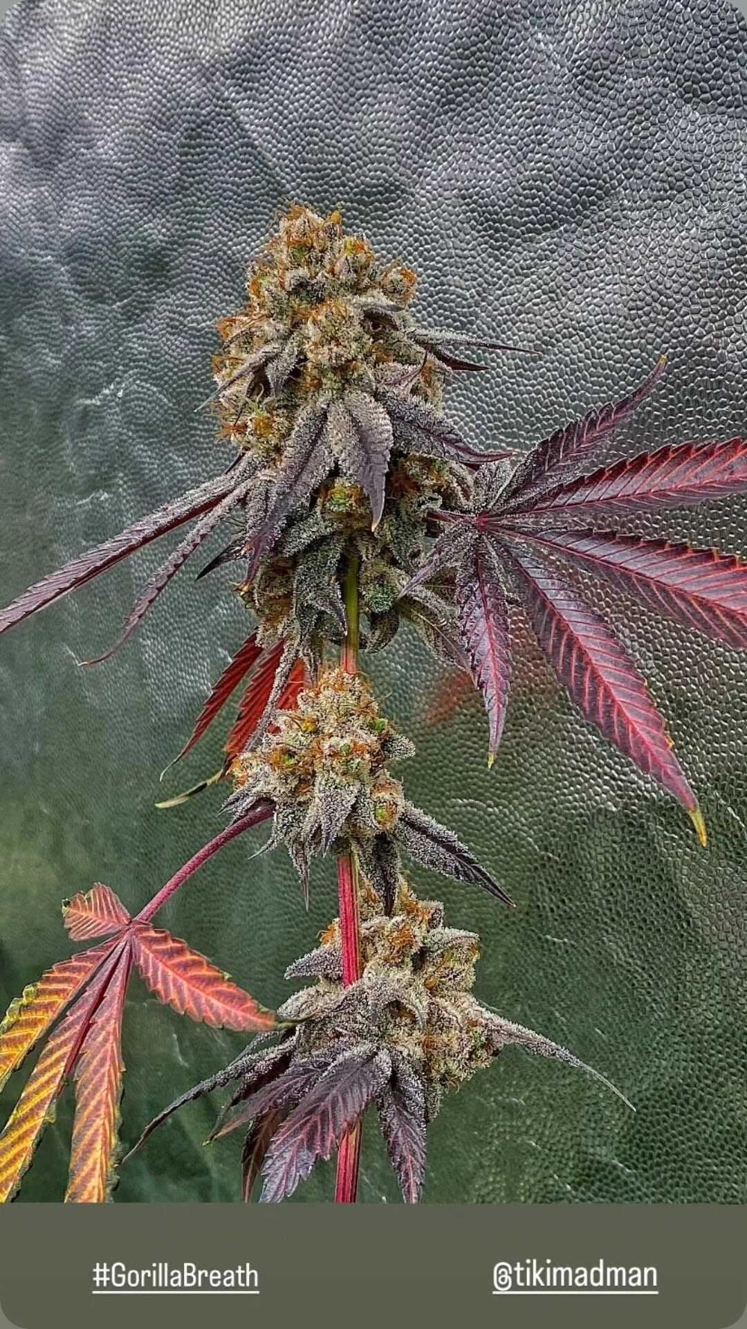 Gorilla Breath Thug Pug Cut - Image 2