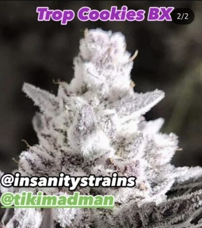 Trop Cookies BX