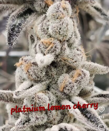 Platinum Lemon Cherry Gelato
