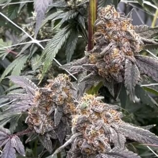 Atomic Sherbert