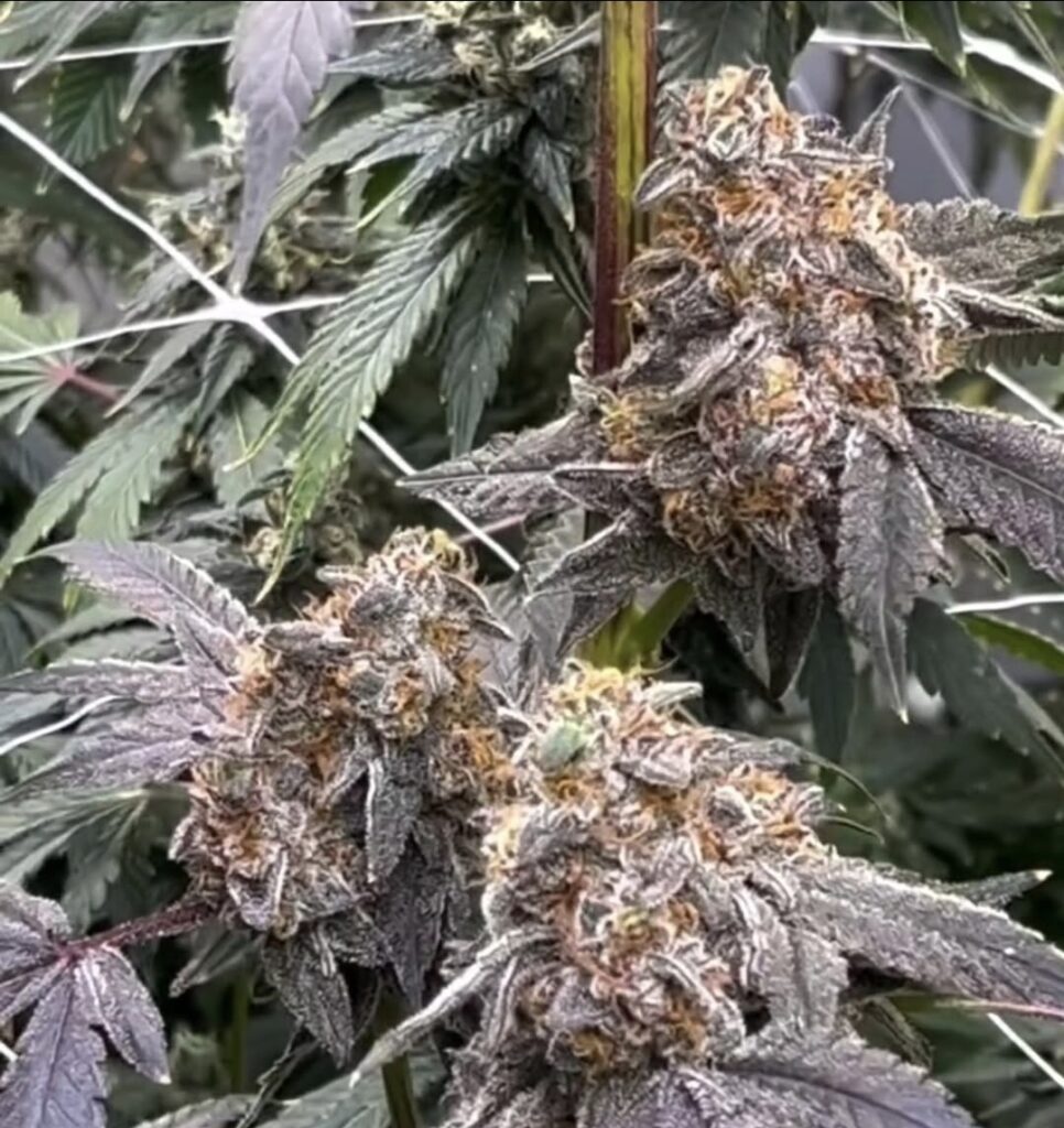 Atomic Sherbert - Tiki Cuts