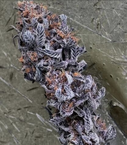 Galactic Grapefruit