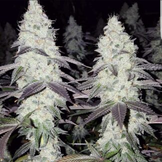 GMO Skunk Master Flex Cut