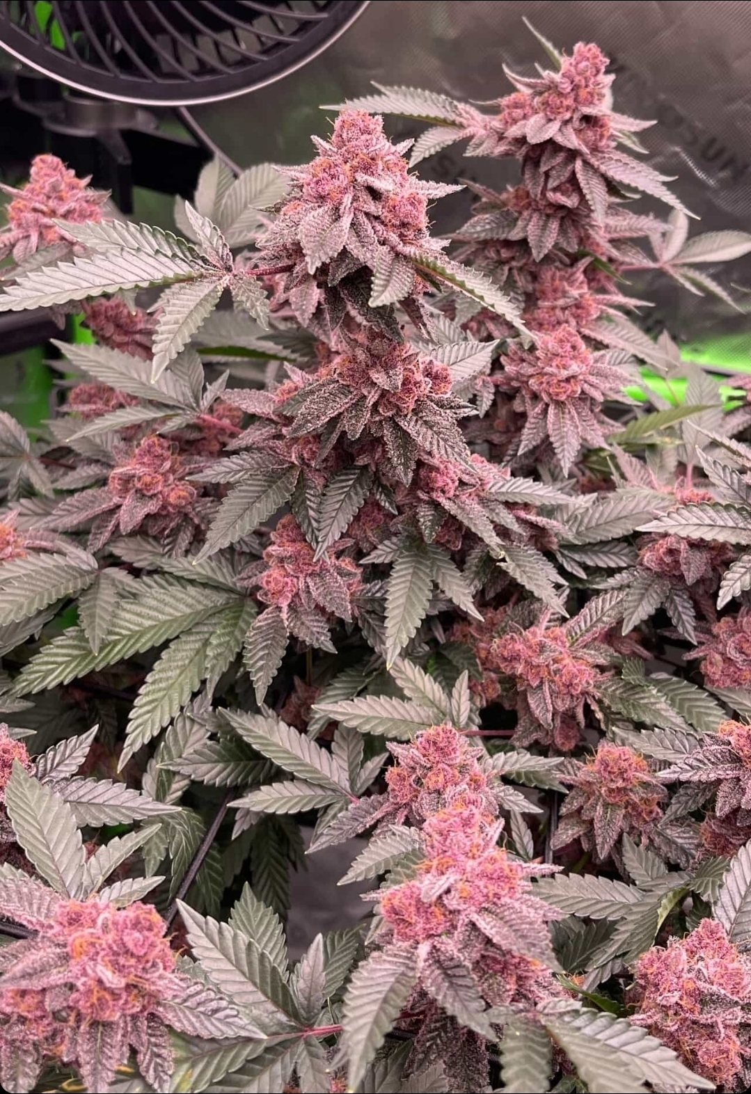 Devil Cherries (ED’S cut)
