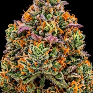 Green Crack - Tiki Pheno